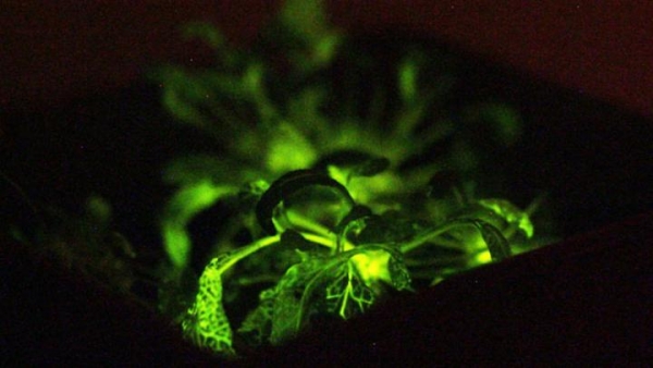 「奇酷」Glowing Plant，KS開(kāi)賣(mài)發(fā)光植物