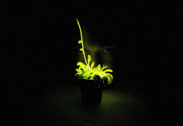 「奇酷」Glowing Plant，KS開(kāi)賣(mài)發(fā)光植物