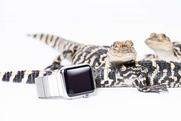 城里人真會玩，用鱷魚、穿山甲來評測Apple Watch 